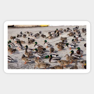 Mallard Duck Flock On The Pavement Sticker